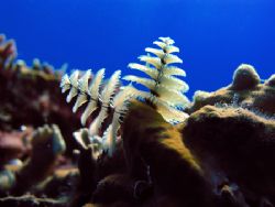 Christmas Tree worms - Roatan Honduras.
Just in time for... by Keith Muncie 